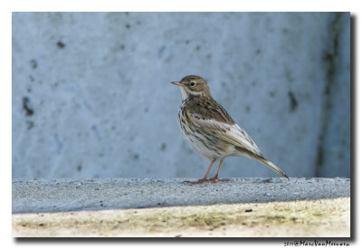 Graspieper - Meadow Pipit 
