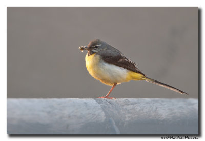Grote gele kwikstaart - Grey Wagtail