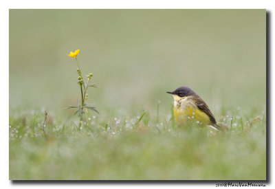 Noordse Kwikstaart - Western Yellow Wagtail ssp thunbergi 
