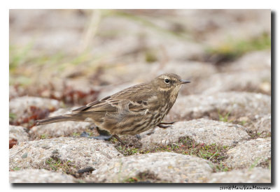 Oeverpieper - Rock Pipit 