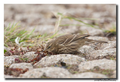 Oeverpieper - Rock Pipit 