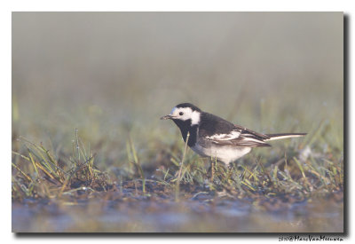 Rouwkwikstaart - Pied Wagtail 