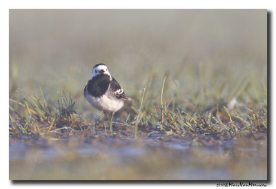 Rouwkwikstaart - Pied Wagtail 