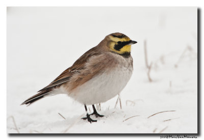 Strandleeuwerik - Horned Lark 