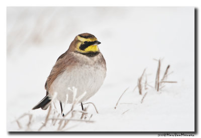Strandleeuwerik - Horned Lark 