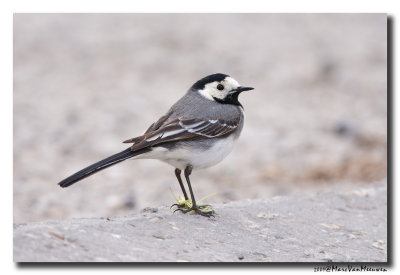 Witte Kwikstaart - White Wagtail 