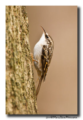 Boomkruiper - Short-toed Treecreeper 