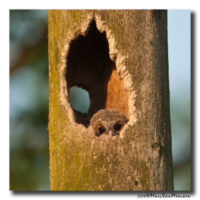 Bosuil - Tawny Owl 