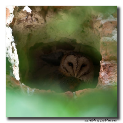 Kerkuil - Barn Owl 