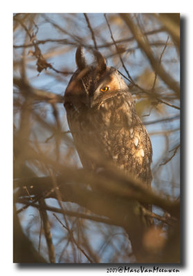 Ransuil - Long-eared Owl 