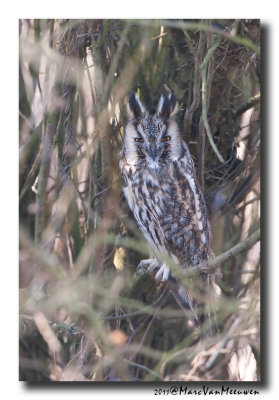 Ransuil - Long-eared Owl 