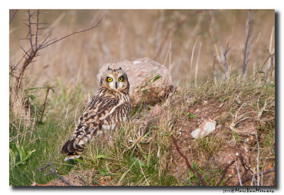 Velduil - Short-eared Owl 