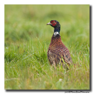 Fazant - Pheasant 