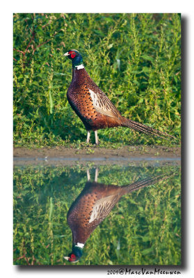 Fazant - Pheasant 