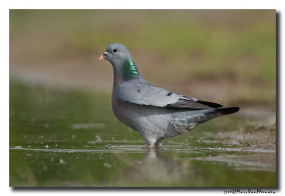 Holenduif - Stock Dove 
