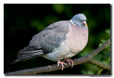 Houtduif - Wood Pigeon 