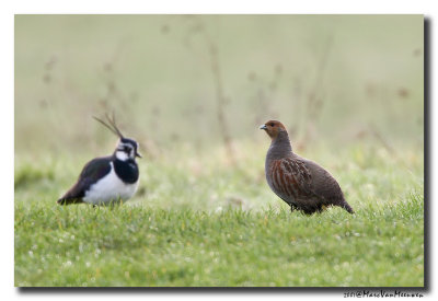 Patrijs - Grey Partridge 