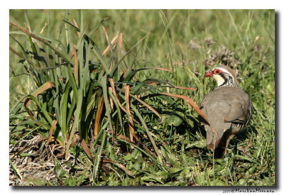 Rode Patrijs - Red-legged Partridge 20070322