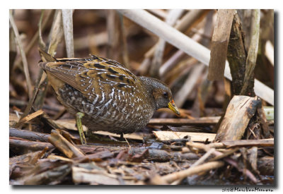 Porseleinhoen - Spotted Crake 