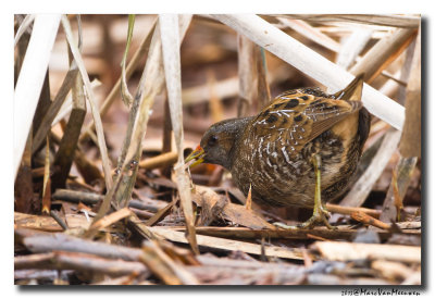 Porseleinhoen - Spotted Crake 