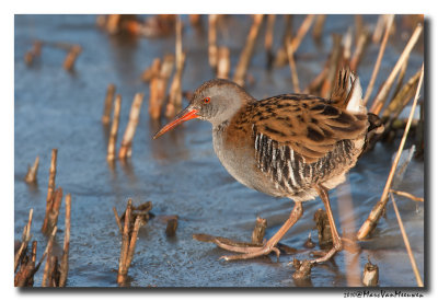 Waterral - Water Rail 