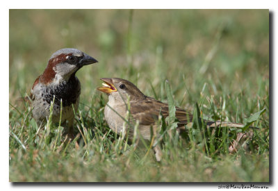 Huismus - House Sparrow 