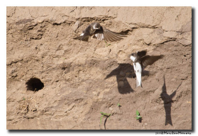 Oeverzwaluw - Sand Martin 