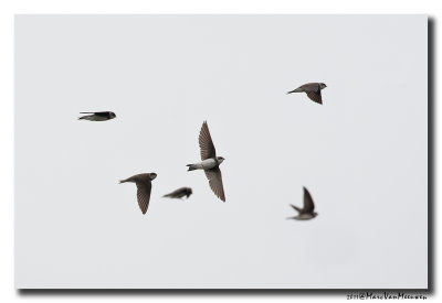 Oeverzwaluw - Sand Martin 