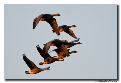 Kolgans - White-fronted Goose 20071115