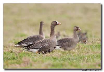 Kolgans - White-fronted Goose 20071116