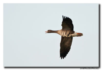 Kolgans - White-fronted Goose 20071214