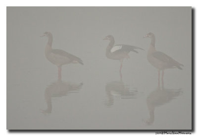 Nijlgans - Egyptian Goose 