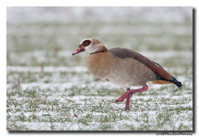 Nijlgans - Egyptian Goose