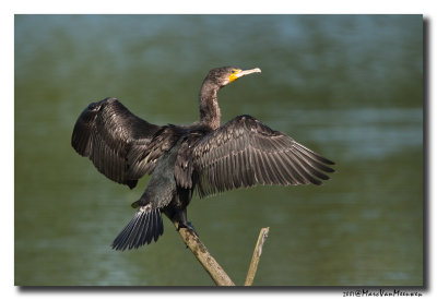 Aalscholver - Great Cormorant 