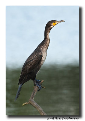 Aalscholver - Great Cormorant 