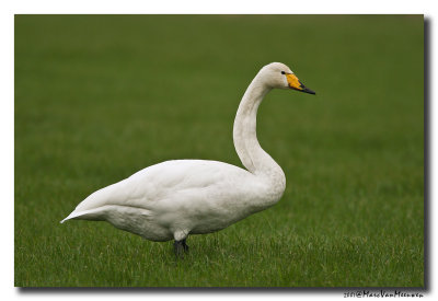 Wilde Zwaan - Whooper Swan 