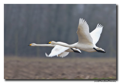 Wilde Zwaan - Whooper Swan 