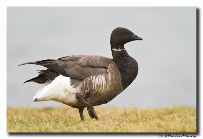 Rotgans - Dark-bellied Brent Goose