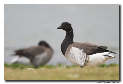 Witbuikrotgans - Pale-bellied Brent Goose 