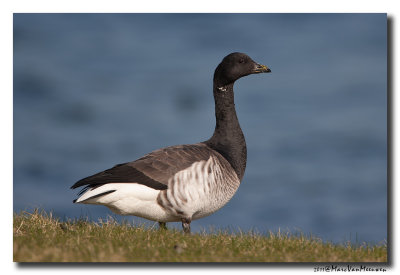 Witbuikrotgans - Pale-bellied Brent Goose 