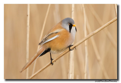 Baardman - Bearded Reedling 