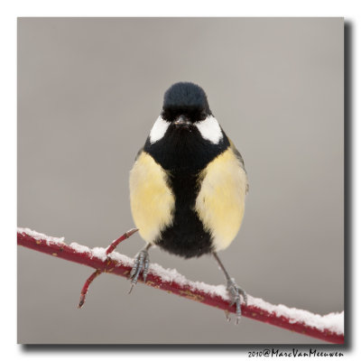 Koolmees - Great Tit 