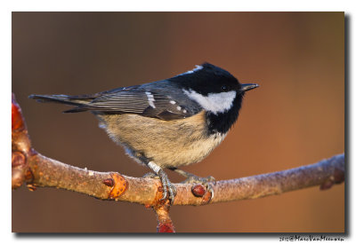 Zwarte Mees - Coal Tit 