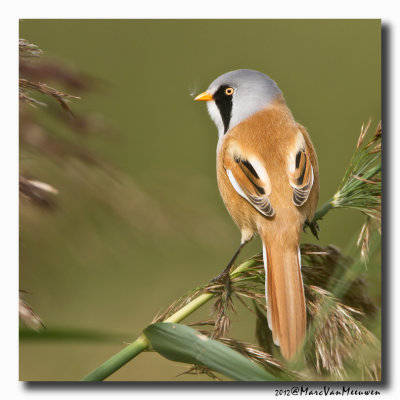 Baardman - Bearded Reedling 