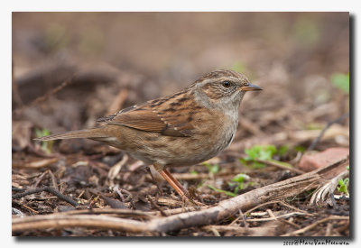 Heggenmus - Dunnock 20081026