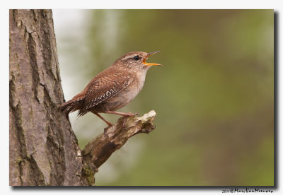 Winterkoning - Eurasian Wren 20110401