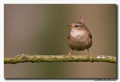 Winterkoning - Eurasian Wren 20120422