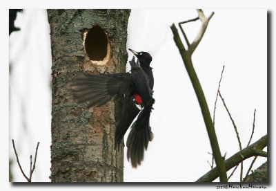 Zwarte Specht - Black Woodpecker 20070302