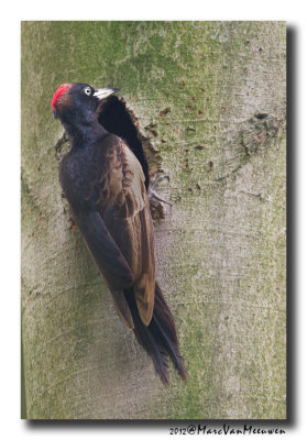 Zwarte Specht - Black Woodpecker 