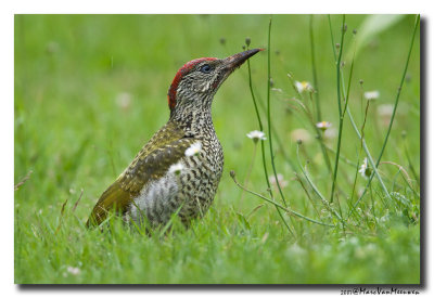 Groene Specht - Green Woodpecker 20070626